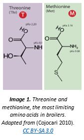 Threonine and methionine, the most limiting amino acids in broilers