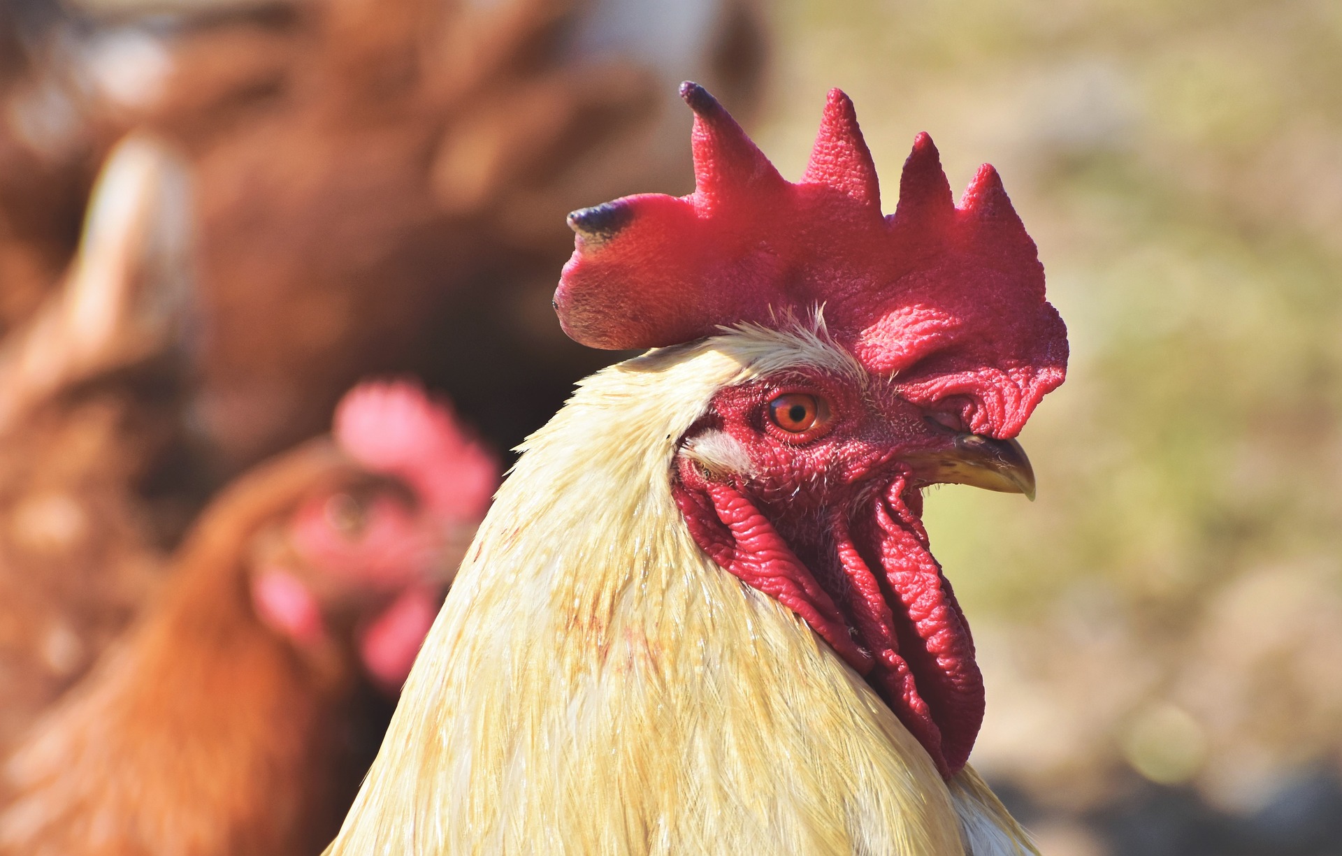 Uso de aminoácidos en dietas para pollos de engorde