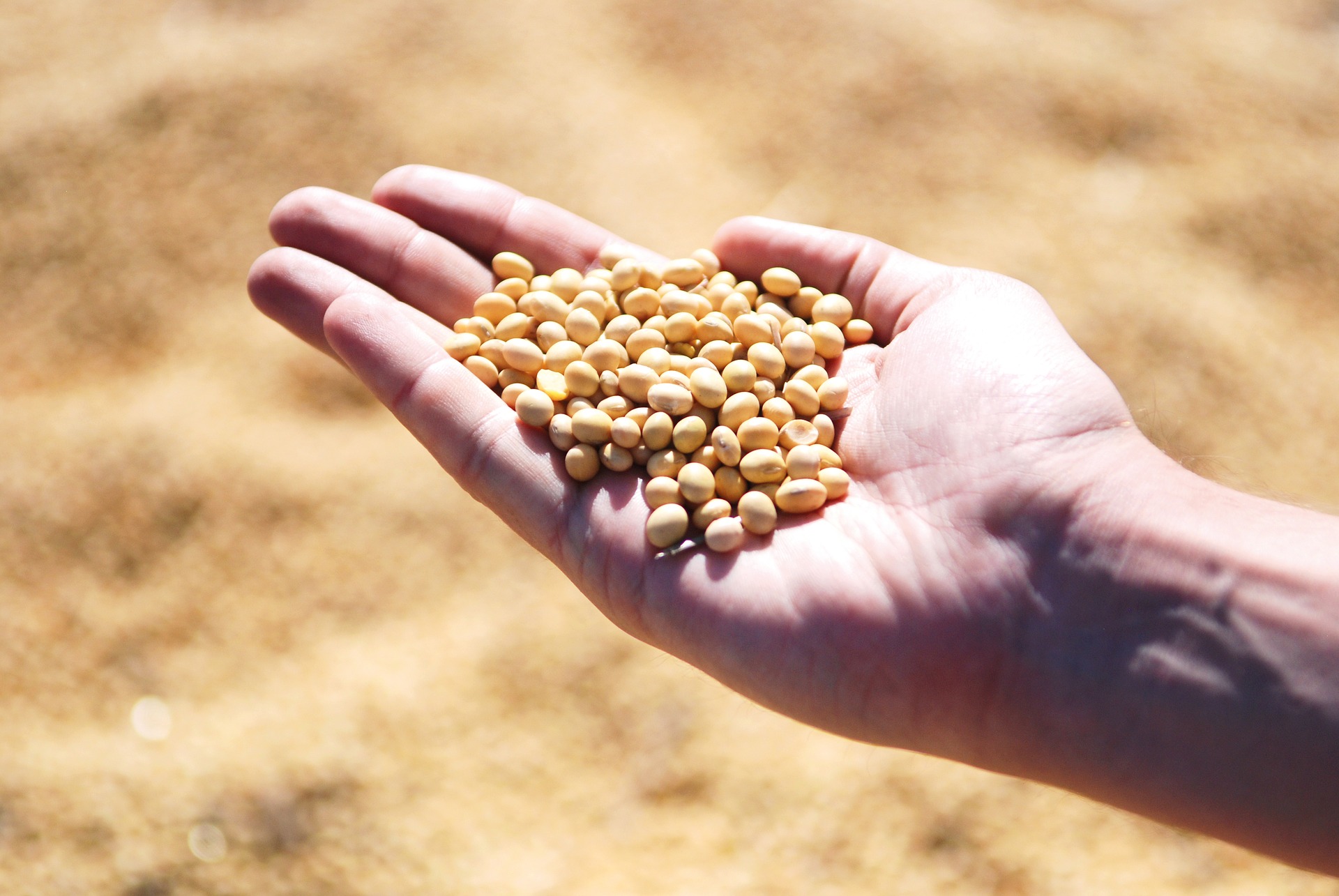 SOYBEAN MEAL IN POULTRY DIETS