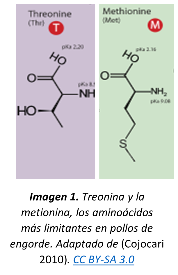 Treonina y la metionina, los aminoácidos más limitantes en pollos de engorde