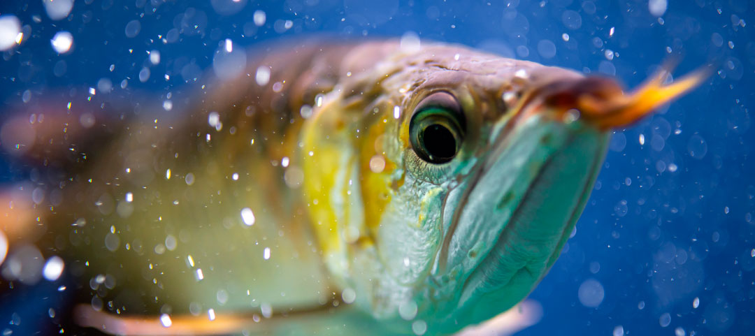 Fuentes alternativas de proteína en cría de peces carnívoros