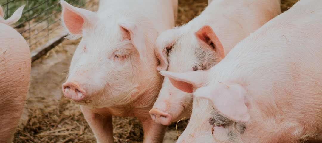 Suplementación de grasa en alimentación porcina