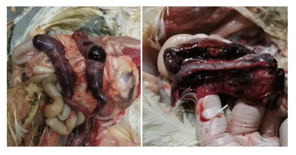 Tiflitis hemorrágica en pollo de engorde por Eimeria tenella.